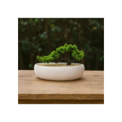 Biev Elips 24x33 Cm.Saksıda Bonzai-Bje005
