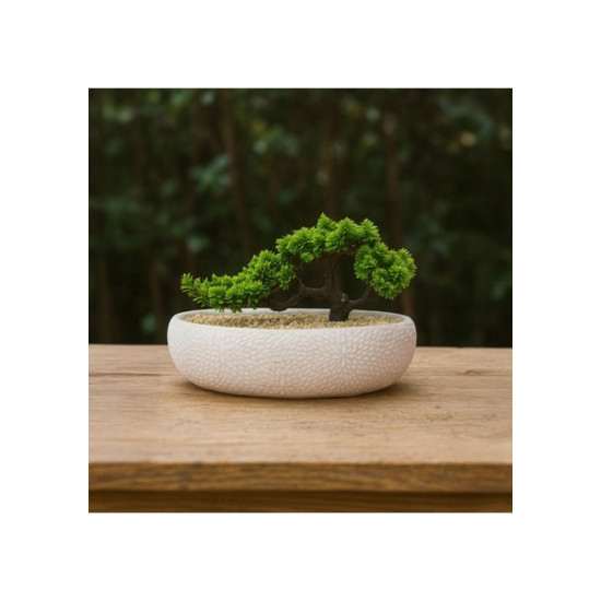 Biev Elips 24x33 Cm.Saksıda Bonzai-Bje005